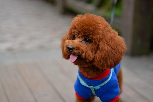 泰迪电影爆料视频在线观看,热门爆料视频在线观看，精彩内容不容错过！  第3张